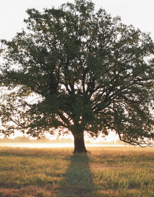 Rating the Raters: ESG Ratings Enter the Regulatory Arena